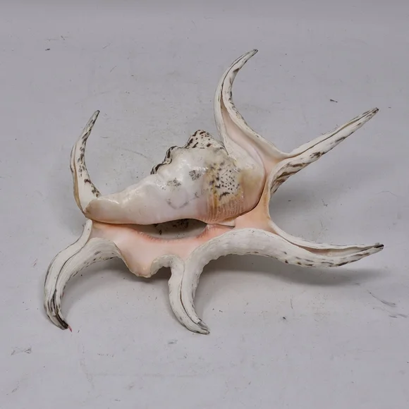 Spider Conch Sea Shell - Picture 6 of 6